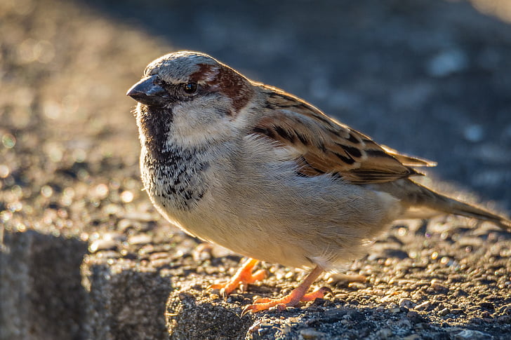 Sperling, Sparrow, pták, Příroda, Fotografie, malý pták, peří