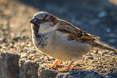 Sperling, Sparrow, fuglen, natur, naturfotografer, liten fugl, fjærdrakt