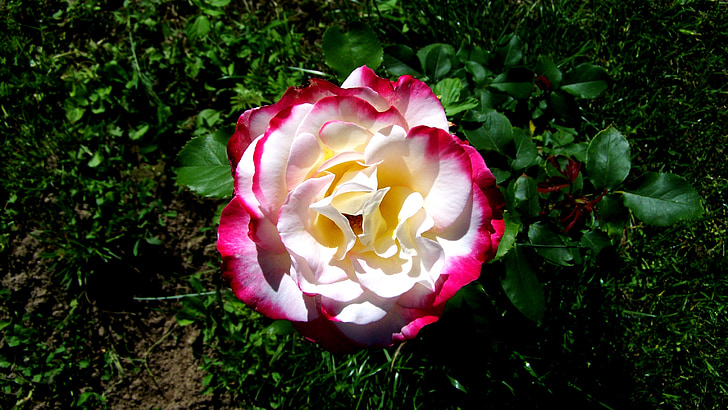 Rózsa, kert, természet, fehér-rózsaszín