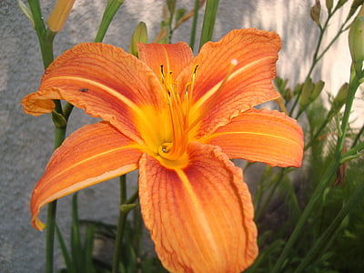Lily, oranžna, cvet, poletje, rastline, narave, krajine