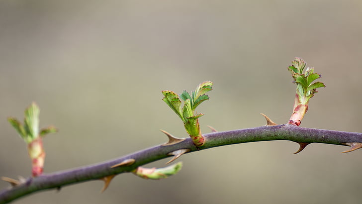 spring, takeshi, bud, life, nature, vine, thorn