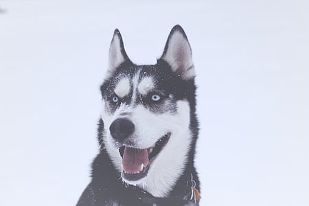 black, white, siberian, husky, animal, dog, snow