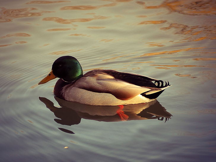 duck, animal, water, water bird, bird, nature, fauna