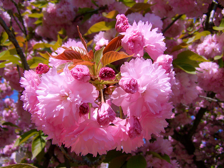 Japonijos dekoratyvinės vyšnios, rožinė pražydo, pavasarį