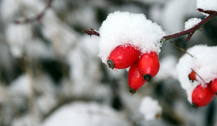 rose hip, winter, cold, ice, snow, frost, nature