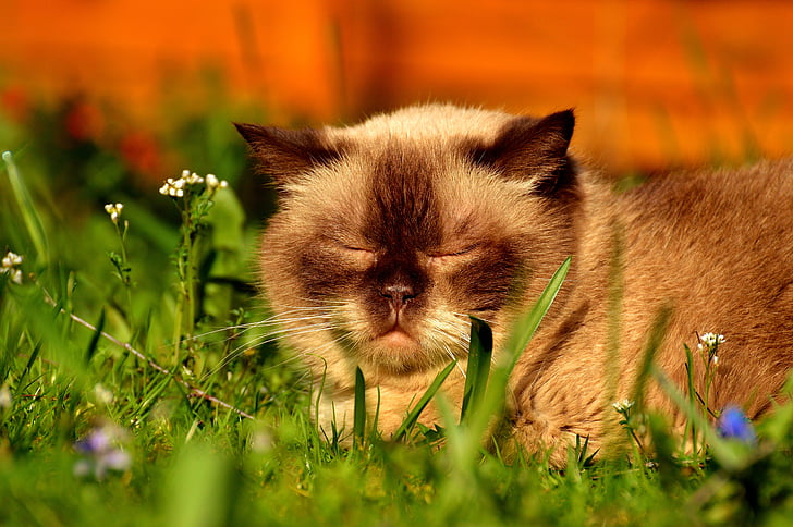 mačka, Britanska kratkodlaka mačka, spanja, travnik, sonce, Uživajte, srčkano