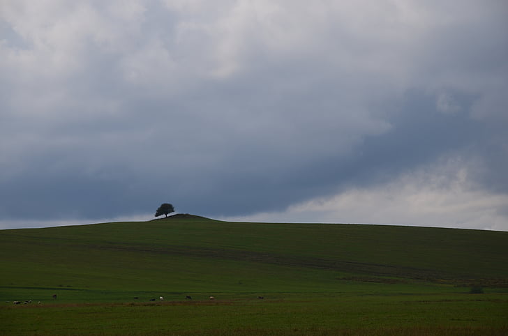 boom, eenzaamheid, natuur, landschap, weide, hemel, herfst