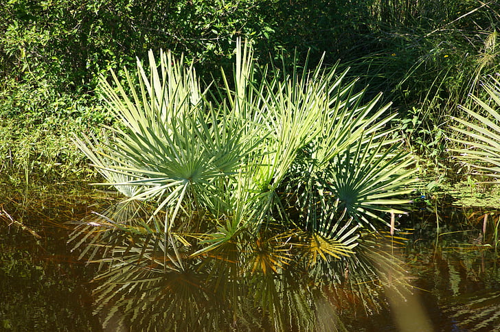 mlastina, apa, plante, Paraguay, america de Sud