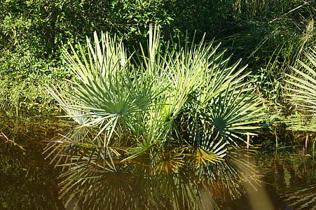 pantano, agua, planta, Paraguay, América del sur