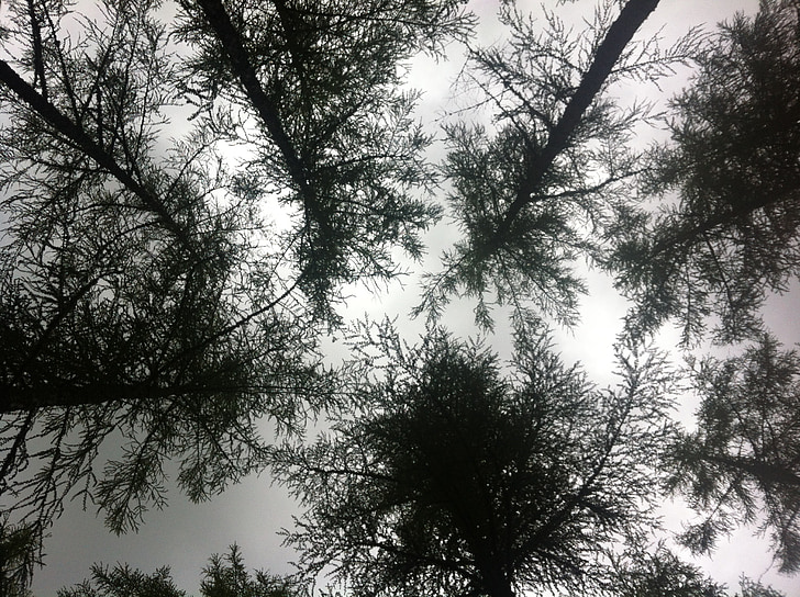 trädtopparna, ovanlig, perspektiv