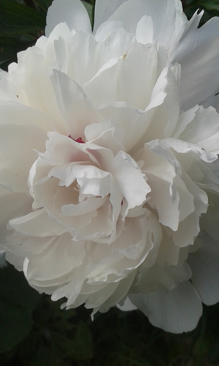 bianca trandafir, a crescut, trandafir de gradina, floare, floare, plante, gradina