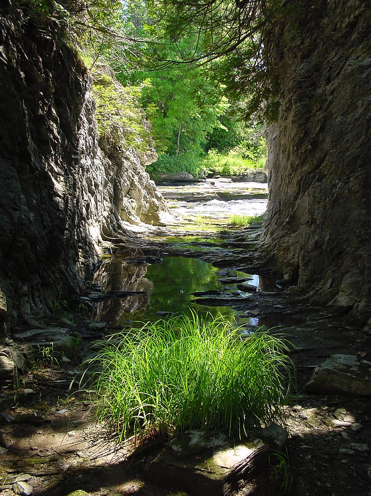 river, plant, gorge, nature, water, green, natural