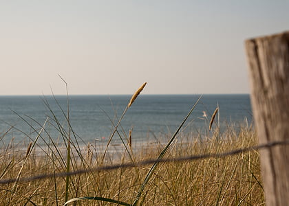sea, north sea, holland, coast, water, grass, beach