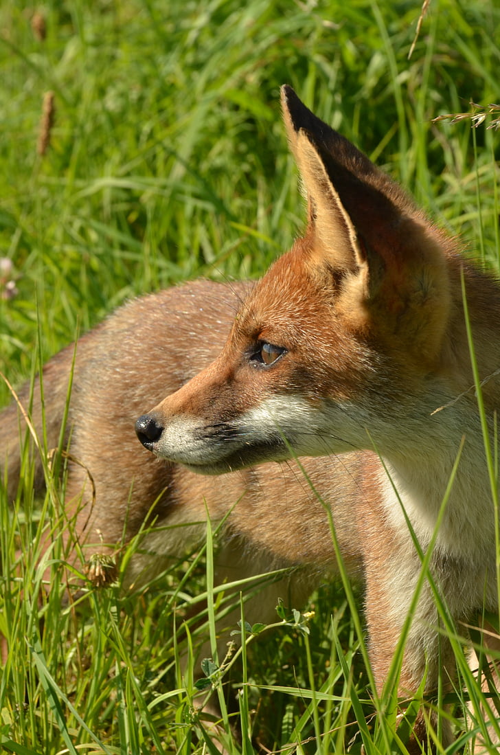 Fox, depredador, mamíferos, fauna, salvaje, naturaleza, ' Naardermeer '
