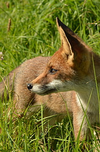 Fox, động vật ăn thịt, động vật có vú, động vật, hoang dã, Thiên nhiên, naardermeer
