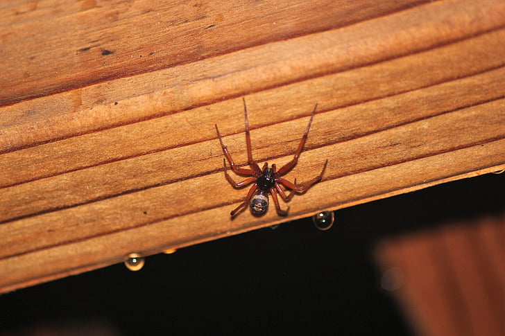 araignée, veuve brune, grosse araignée