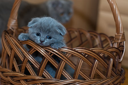 adorable, animal, basket, cat, cute, kitten, kitty