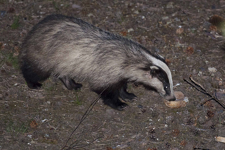 badger, flash, occasional piece of bread