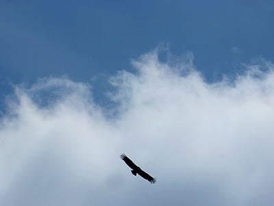 avvoltoio, volare, nuvole, cielo, volo