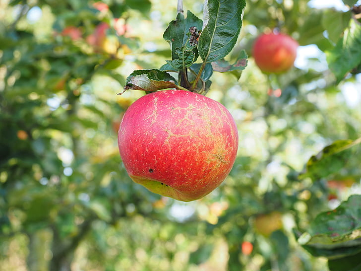 Apple, æbletræ, frugt, rød, Frisch, sund, vitaminer