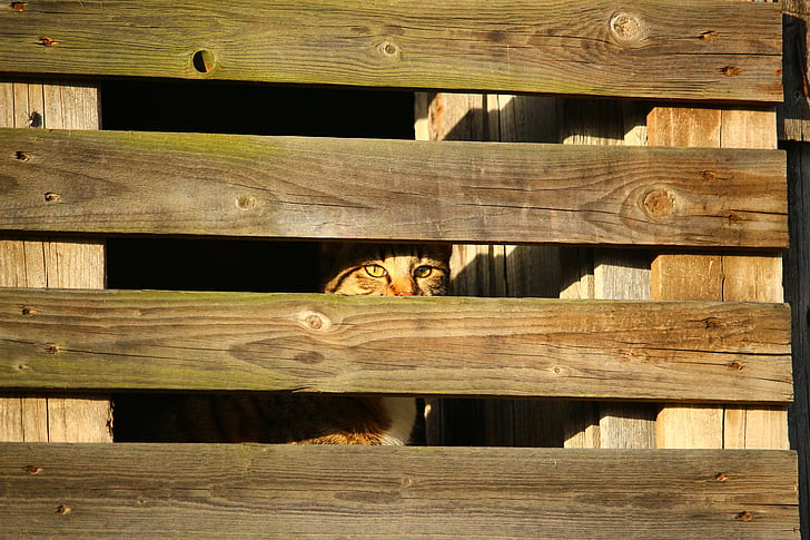 pisica, ascunde locul, perete din lemn, ochii pisica, camuflaj, pisici domestice, ascunde