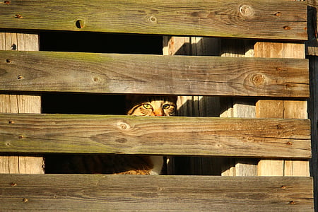 Kot, ukrywanie miejsce, drewniane ściany, kocie oczy, kamuflaż, Kot domowy, Ukryj