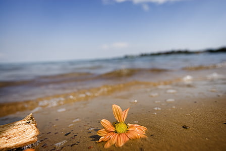 езерото Виктория, Уганда, Африка, пясък, цвете, увехнали, вълна
