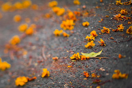 podzim, listy, žlutá, oranžová, na podzim, ulice, Příroda
