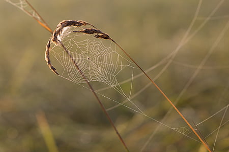 cobweb, grass, spider, dewdrop, dew, drop of water, beads