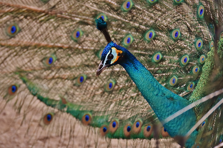 Peacock, vogel, kleurrijke, dier, veer, blauw, pluimvee