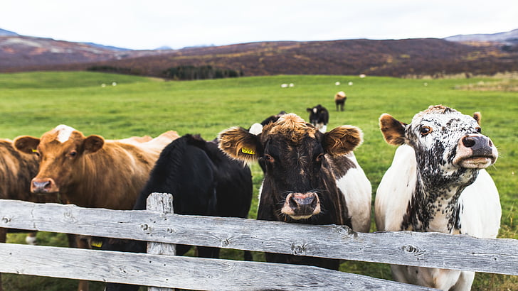 stádo, hovädzí dobytok, v blízkosti zariadenia:, hnedá, drevené, plot, krava