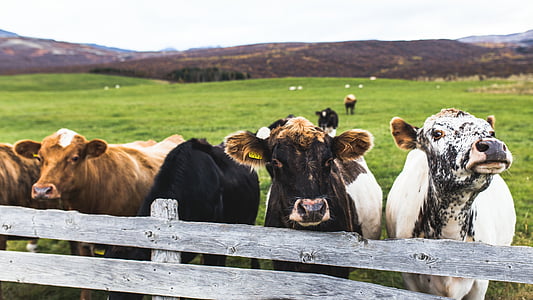 κοπάδι, βοοειδή, κοντά σε:, καφέ, ξύλινα, φράχτη, αγελάδα