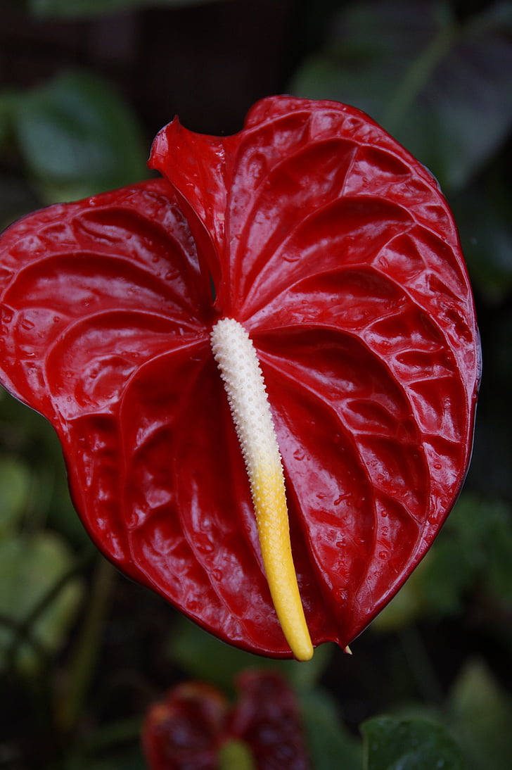 red anthurie, anthurium, red, nature, flower, decoration, beautiful