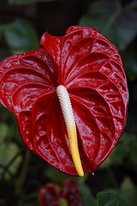 anthurie rojo, Anthurium, rojo, naturaleza, flor, decoración, hermosa