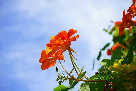 Νεροκάρδαμο, άνθος, άνθιση, κόκκινο, λουλούδι, Tropaeolum majus, tropaeolum