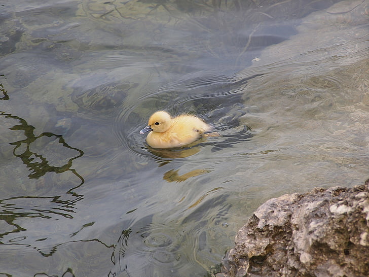 duck, duckling, fowl, water foul, baby, lost, ducky