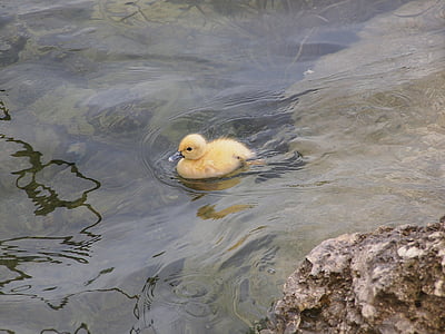 patka, pače, perad, vode prekršaj, beba, Izgubio, Ducky