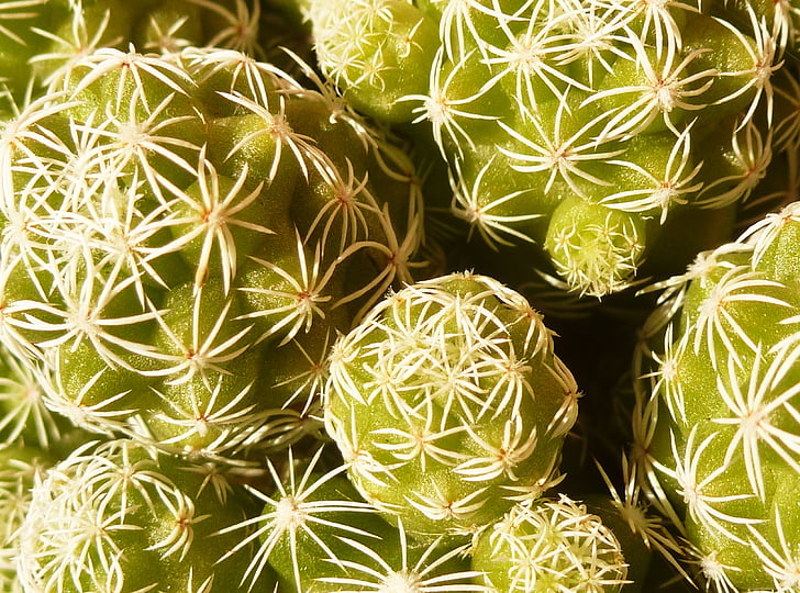 espines, cactus, verd, plantes suculentes, espinós, Espinosa, l'estiu
