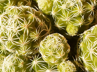 doornen, Cactus, groen, succulente installatie, netelige, stekelig, zomer