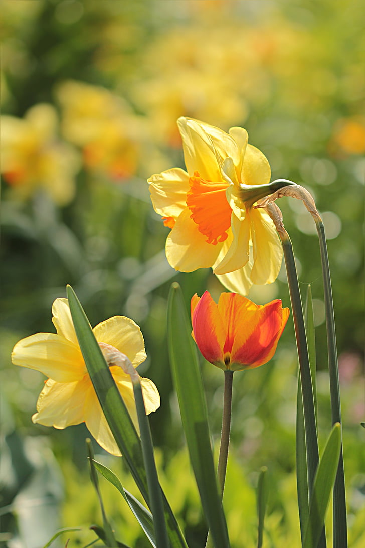 blomma, Narcissus, gul orange, våren, kronblad, Anläggningen, naturen