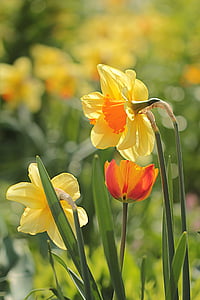 květ, Narcis, žlutá oranžová, jaro, okvětní lístek, závod, Příroda