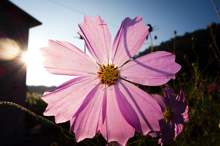 cosmos, cosmos flower, autumn, thanksgiving day, flower, floral, ping