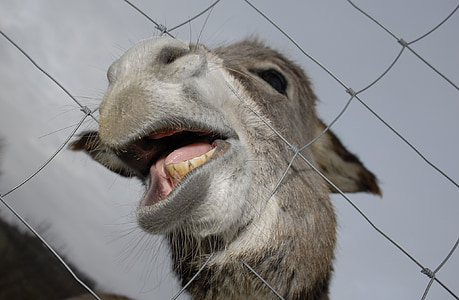 donkey, animals, nature, mouth, teeth, funny, fence