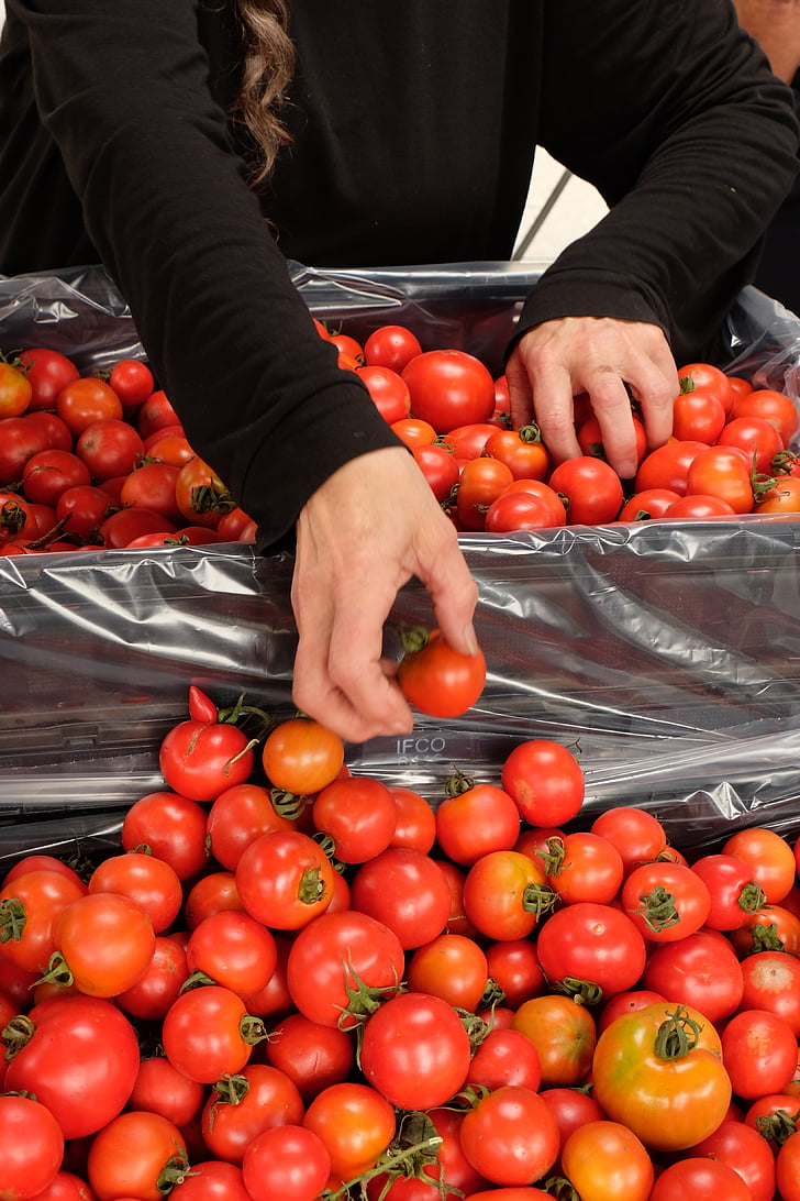 tomate, saudável, orgânicos, mercado
