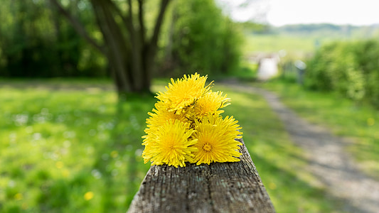 dandelion, summer, natural plant, mountain meadow, flower, nature, yellow
