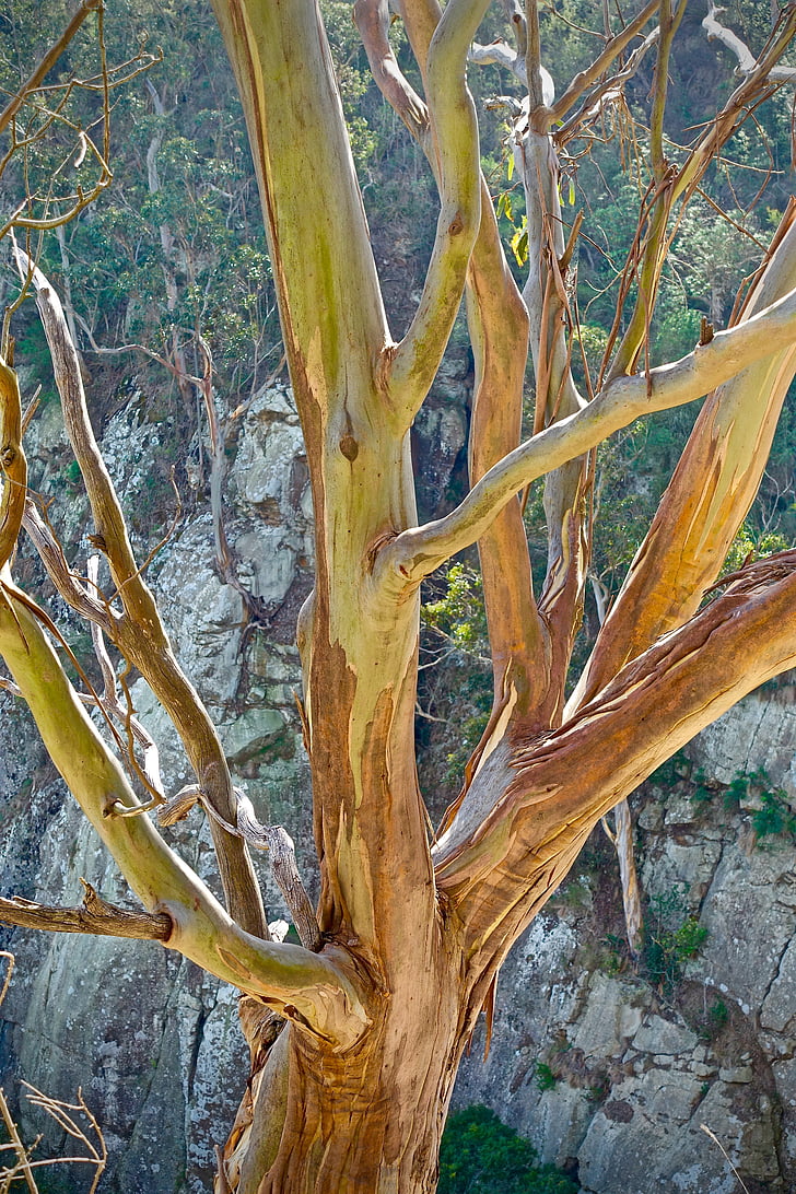 Eucalyptus, batang, asli, alam, Australia, kulit, pohon
