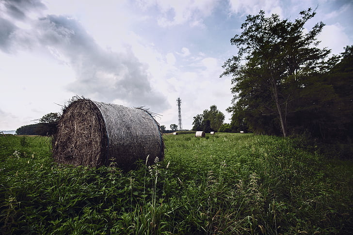 hay bale, grass, hay, nature, rural, agriculture, summer