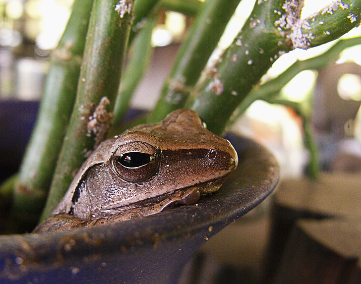 жаба, коричневий, в Ваза