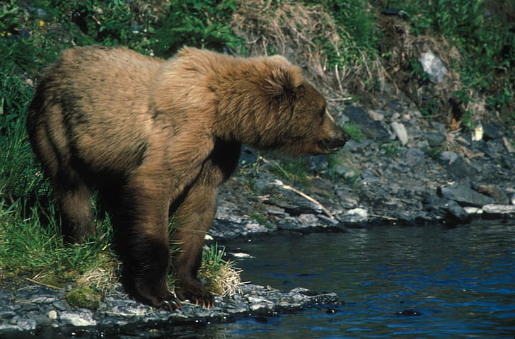 Bjørn, vann, stående, profil, dyreliv, natur, rovdyr