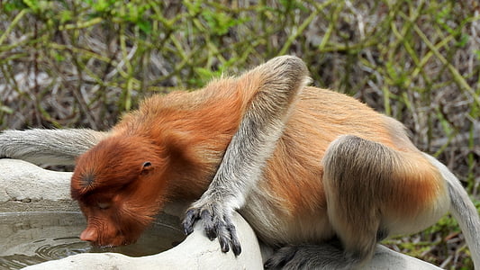 Borneo, Sepilok, Proboscis opice